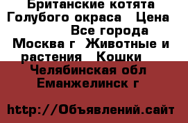 Британские котята Голубого окраса › Цена ­ 8 000 - Все города, Москва г. Животные и растения » Кошки   . Челябинская обл.,Еманжелинск г.